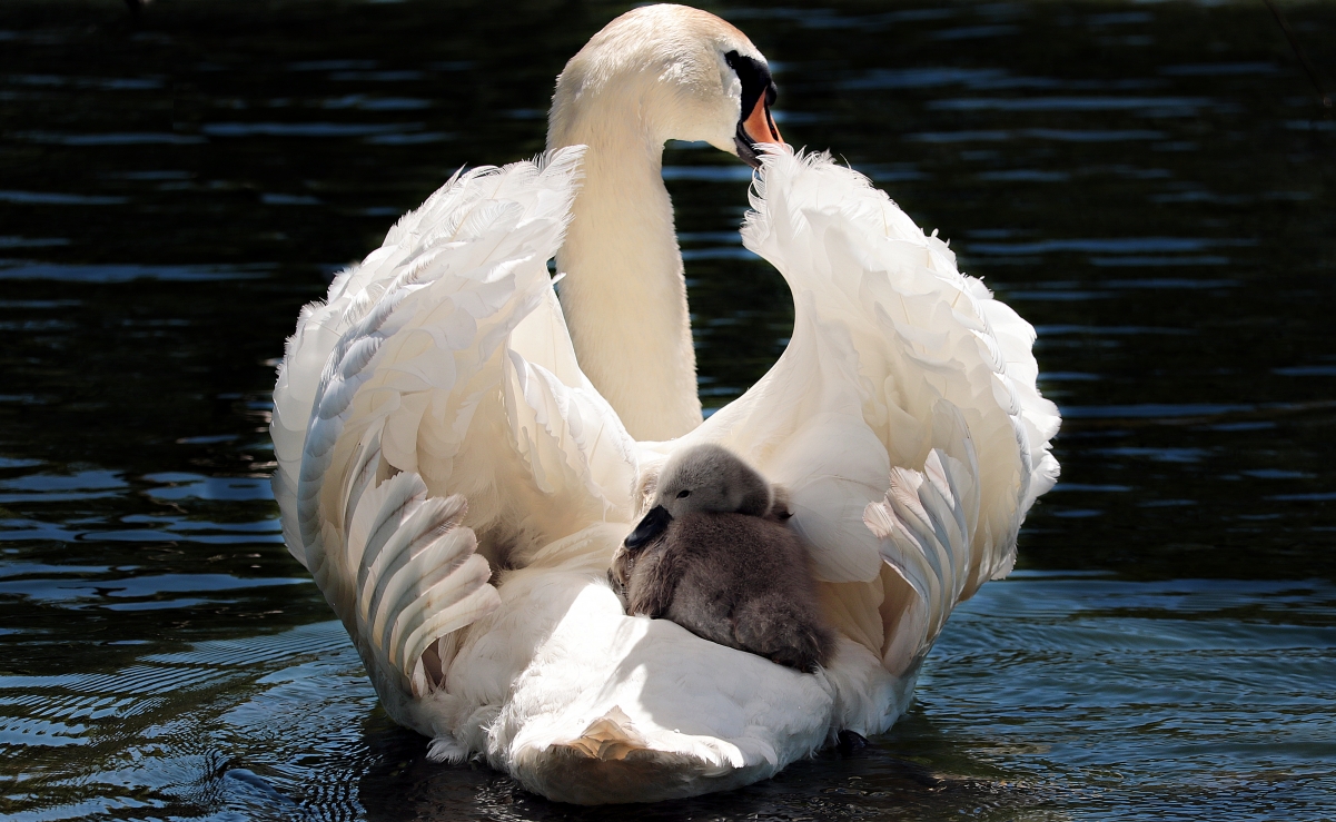 Swan swan baby white swan lake