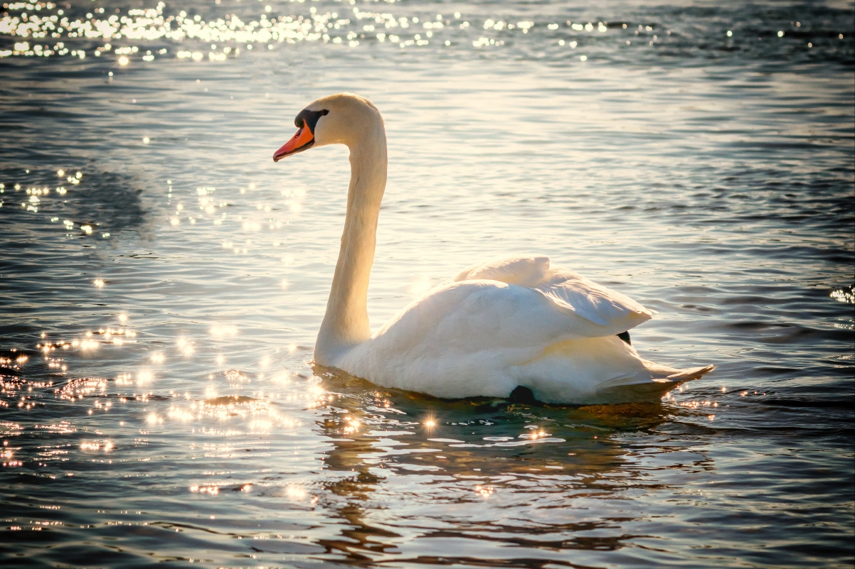 Swan water lake white feather swimming