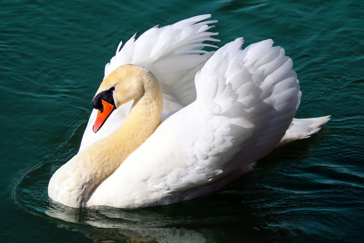Swan floating on the wall of the lake 4K