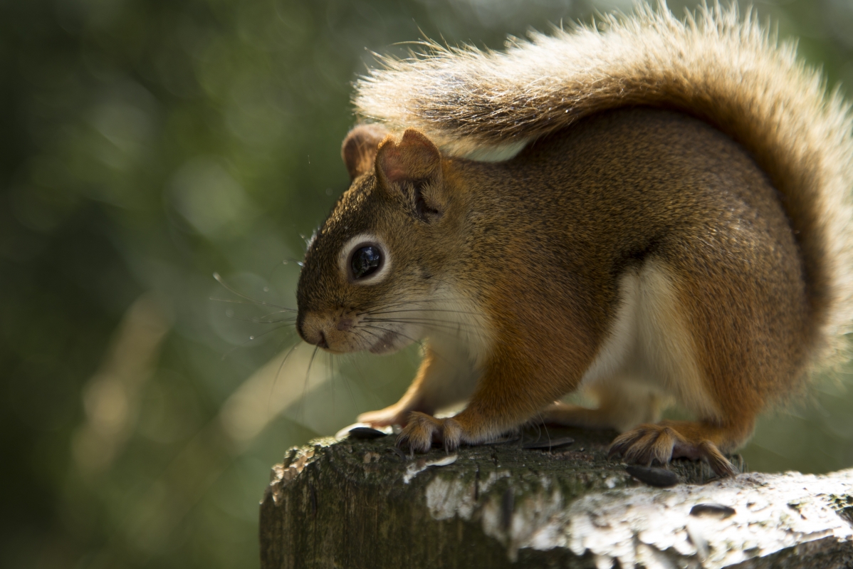 SquirrelNature WildlifeCute