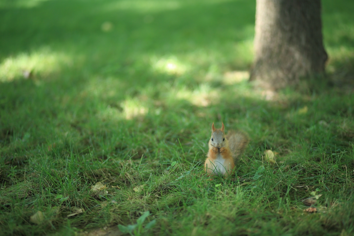 Squirrel squirrel on the green grass