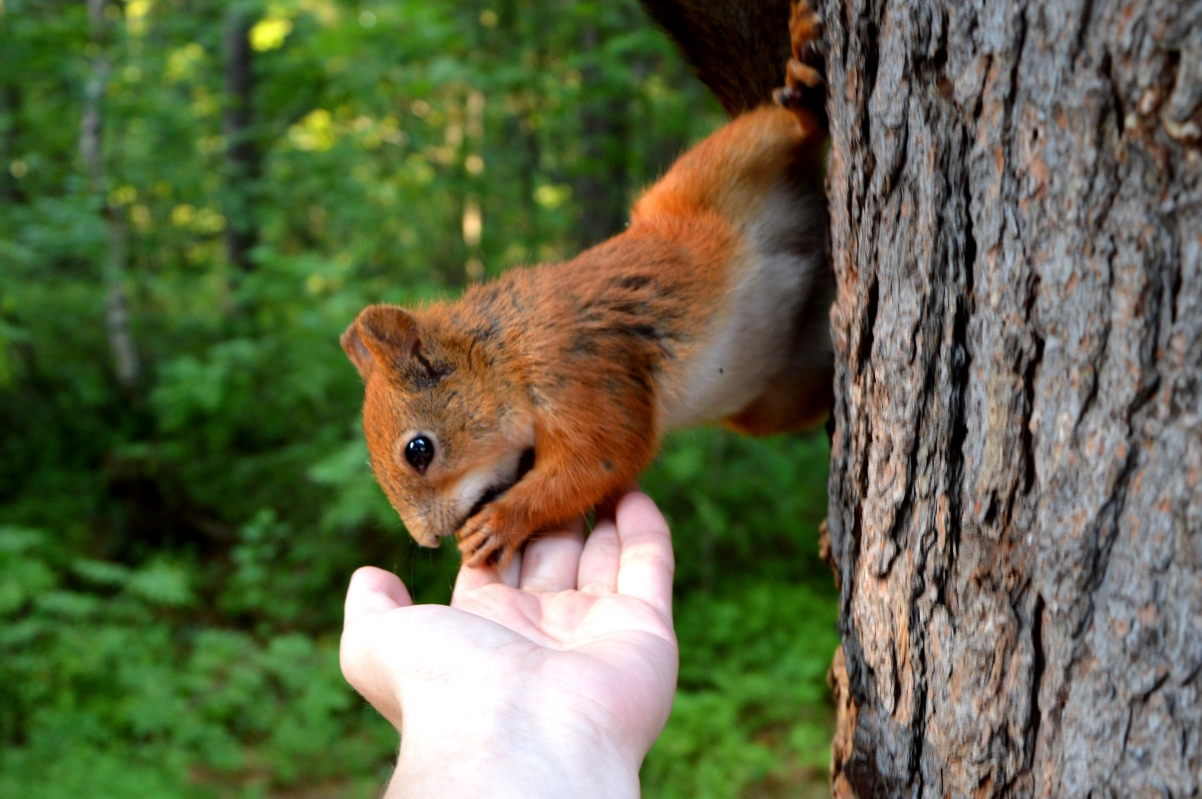 Squirrel hand forest forest animal