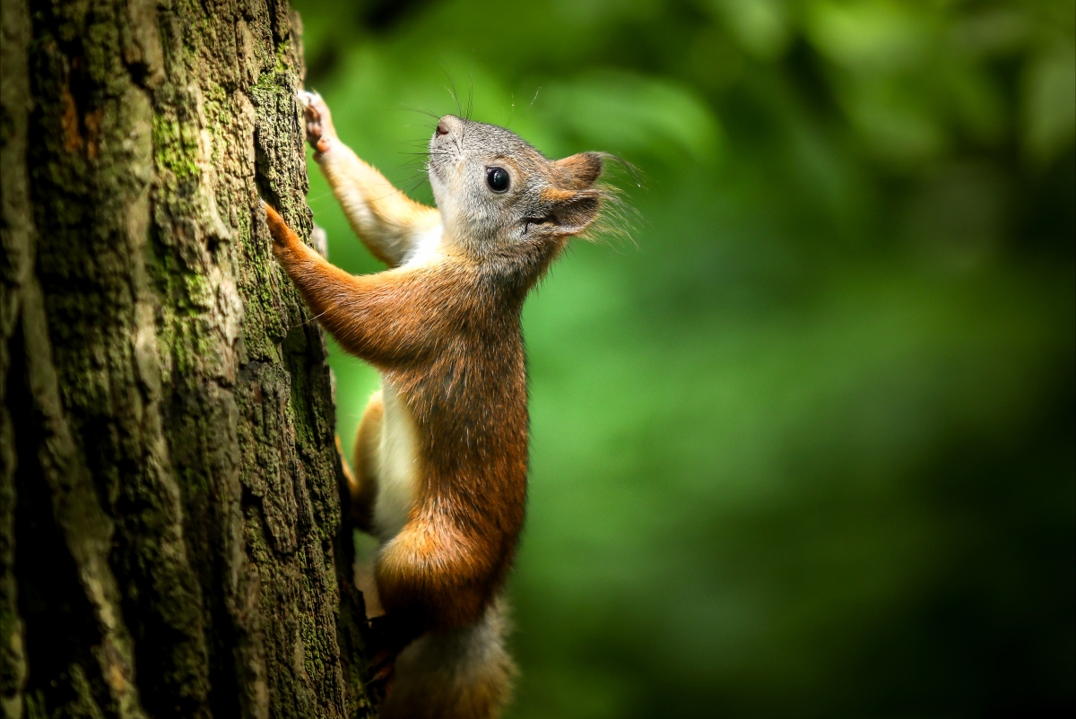 Squirrel forest rodent tree