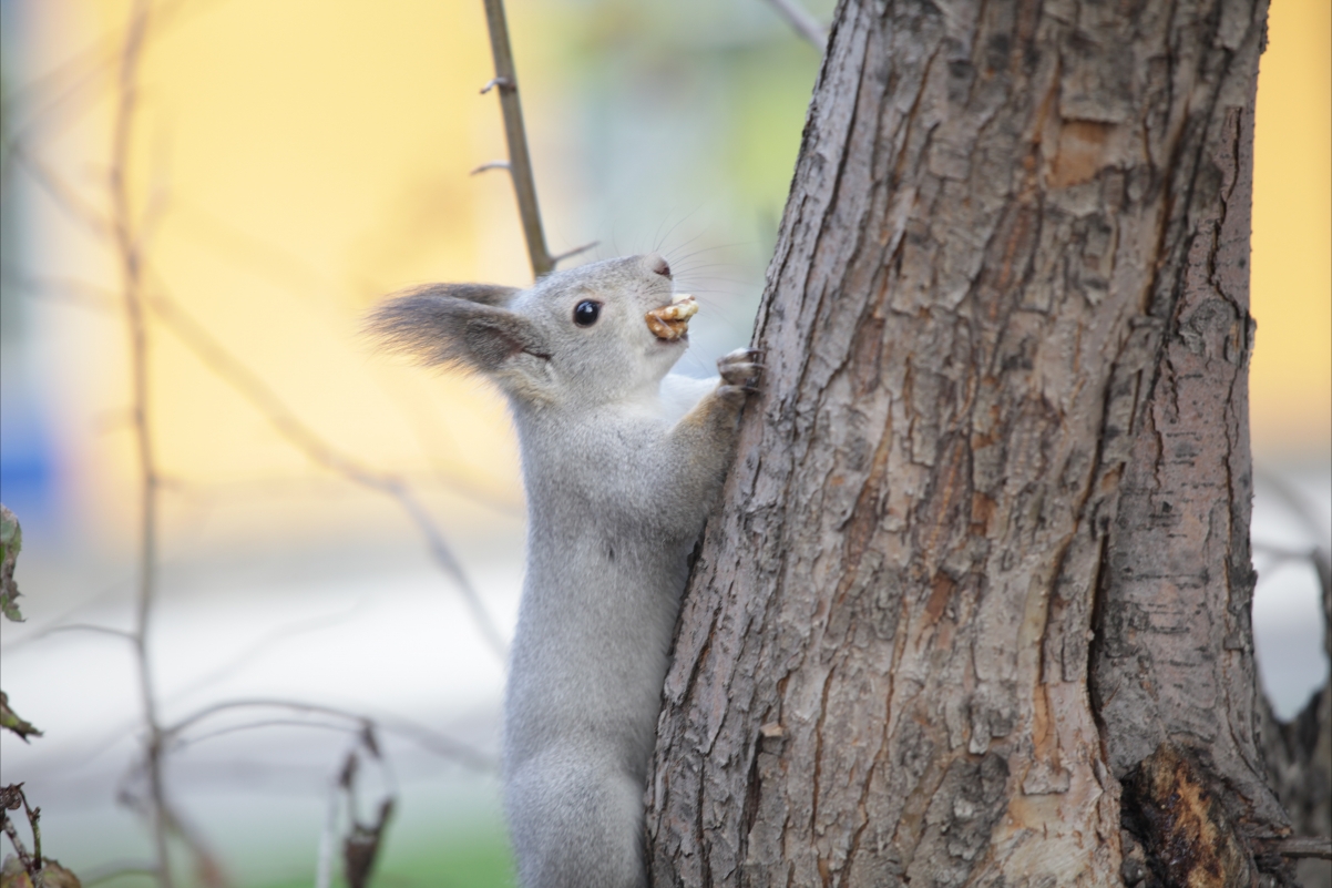 Squirrel animal park tree 5k map