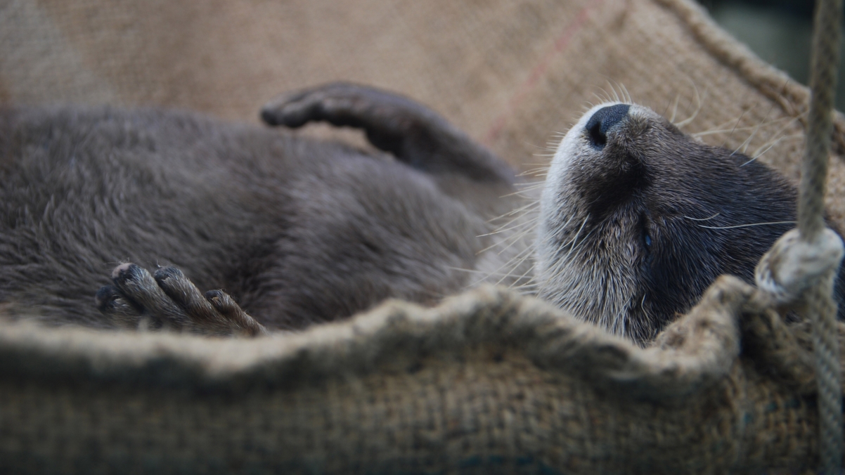 Otter 4k animal wallpaper