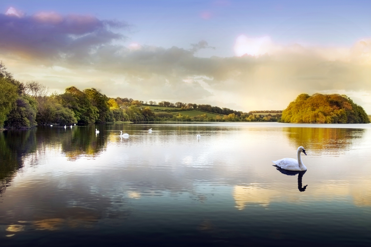 Water lake pond park swan