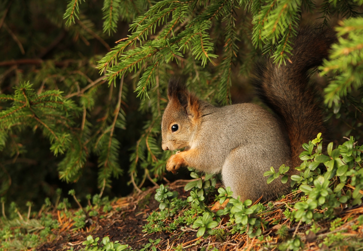 Leaf grass squirrel pine tree nature