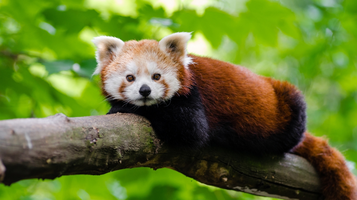 Red panda on tree 4k HD wallpaper
