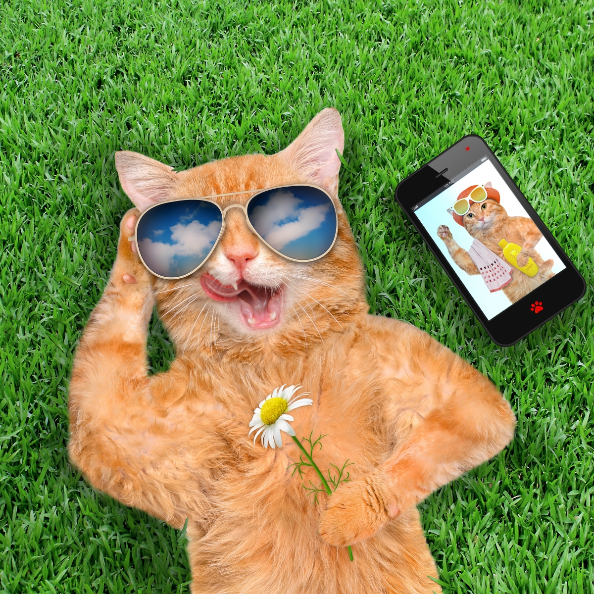 Fashionable Cat Meadow Flowers Glasses