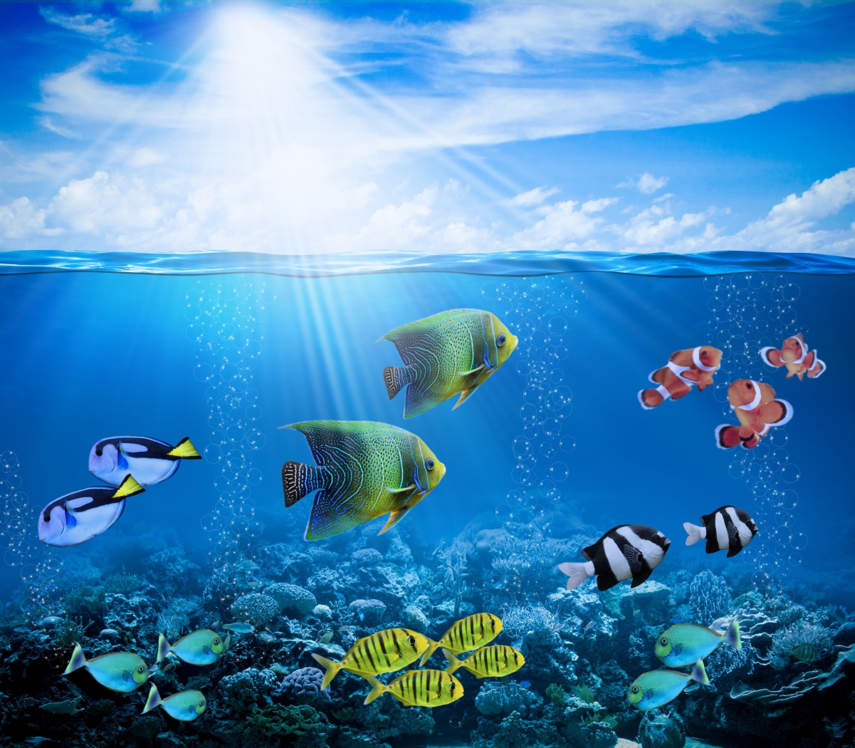 Coral reef, underwater, ocean, fish photos