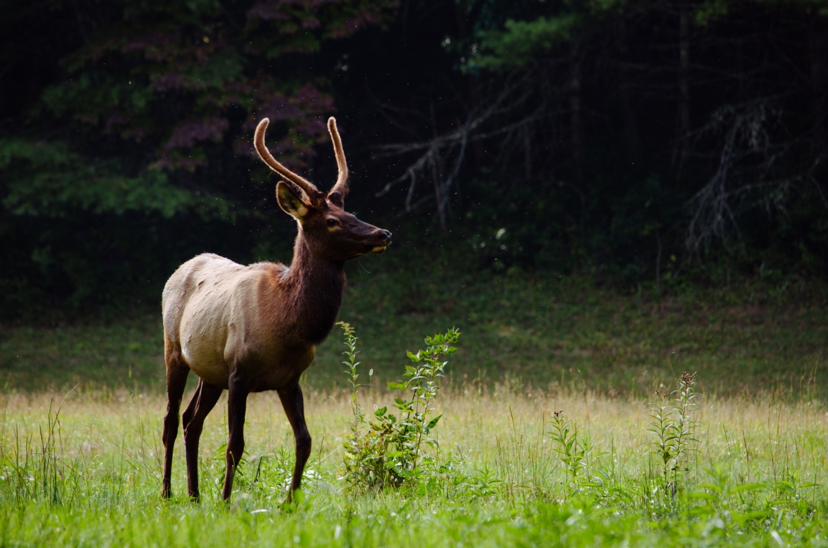 Mountain Deer 4K Wallpaper