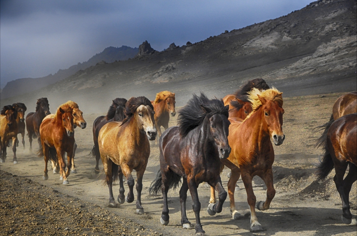 Mountain horses running photography 4K pictures