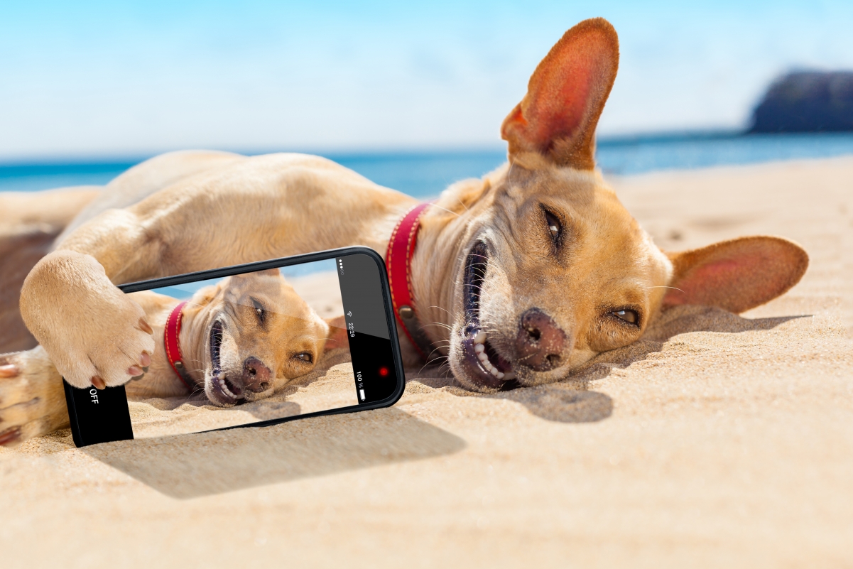 Cute dog with mobile phone on the beach