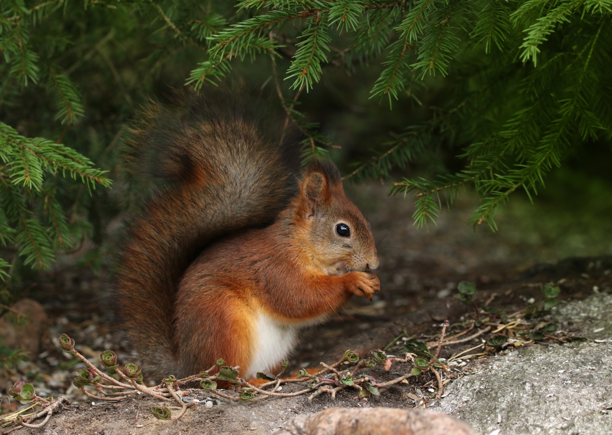 Cute little squirrel in the forest HD