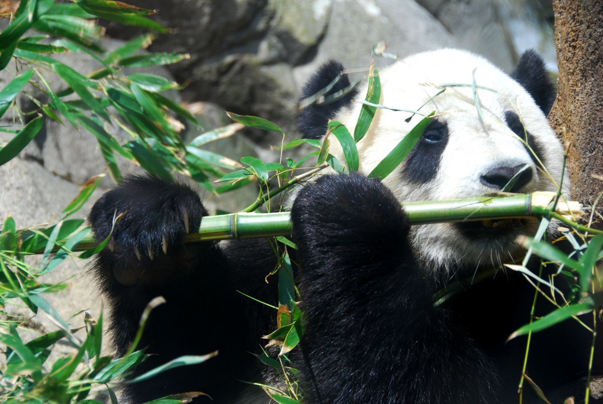 Forest, animals, panda, bamboo, big bear