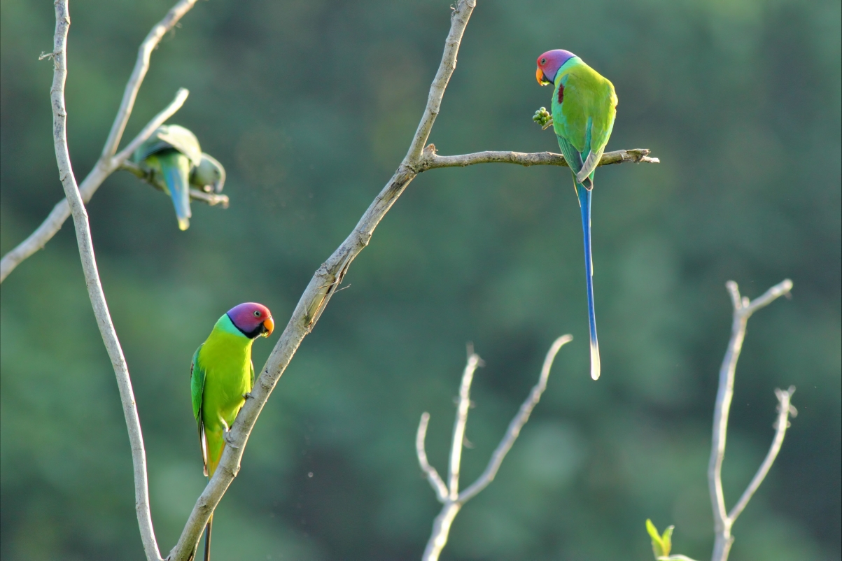 Forest Branch Parrot 4K Wallpaper