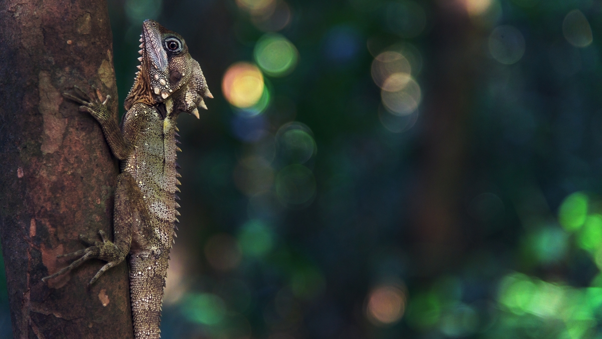 Tropical Rainforest Lizard 4K HD Wallpaper