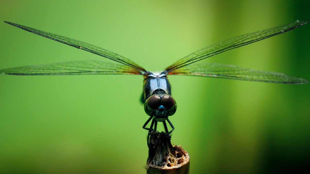 Dragonfly Macro Photography HD 4K Wallpaper