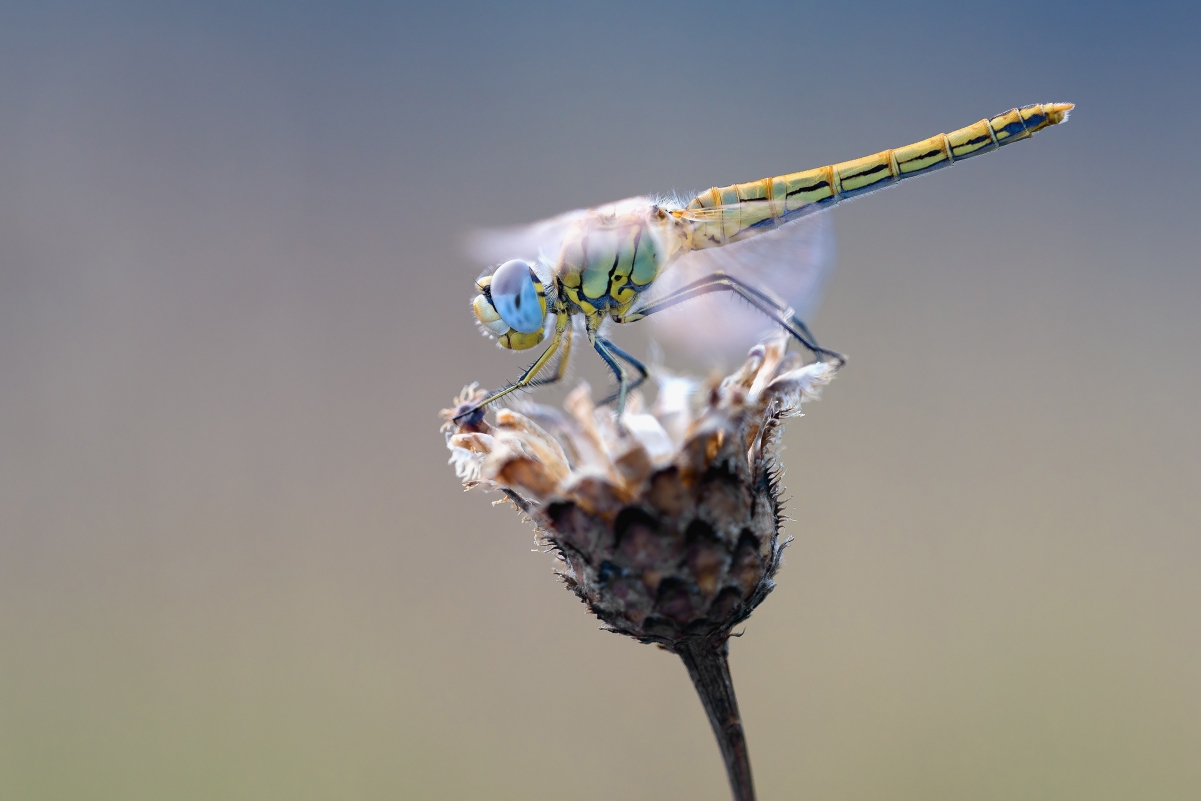 Dragonfly 4k photography wallpaper