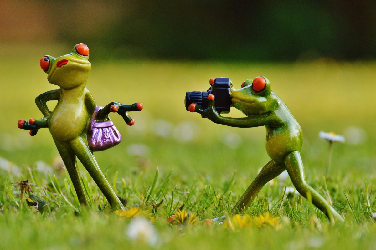 Frog photographer cute and funny