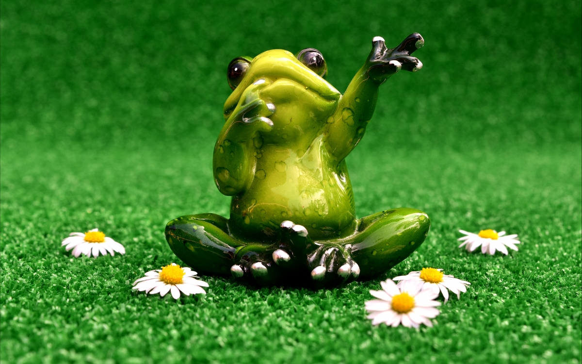 Funny and cute frog on grass