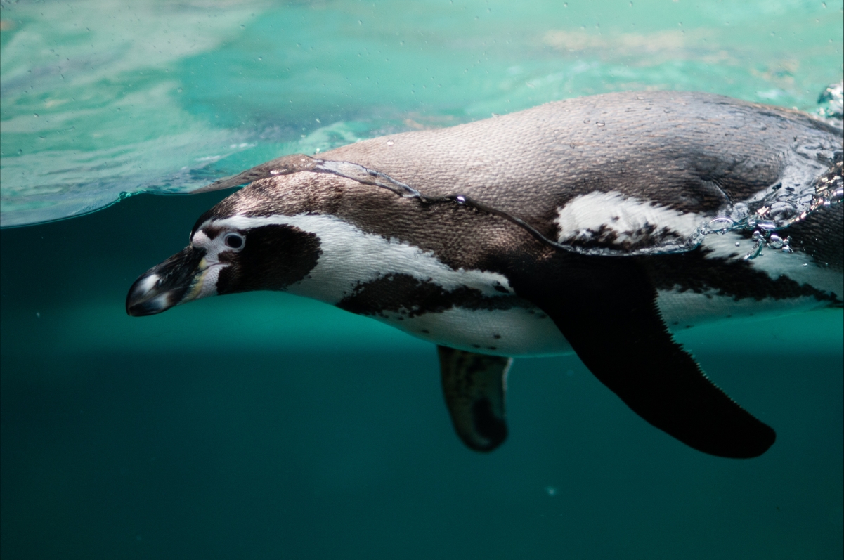 Penguins, swimming, water and underwater photos