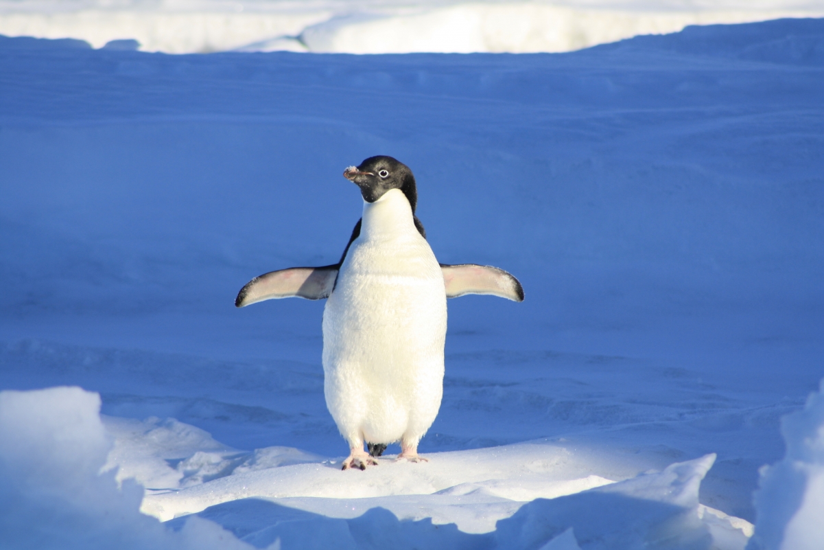 Penguin blue water animal 4K wall