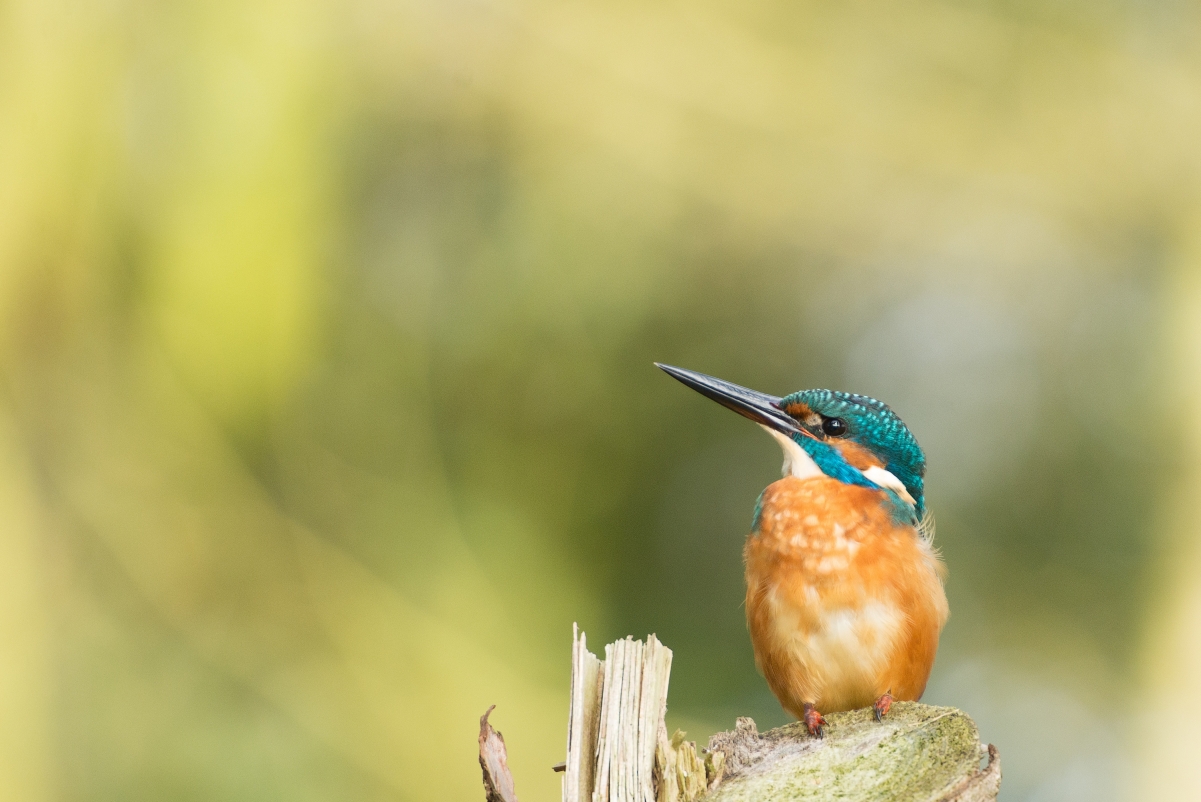 Common Kingfisher 4k Wallpaper