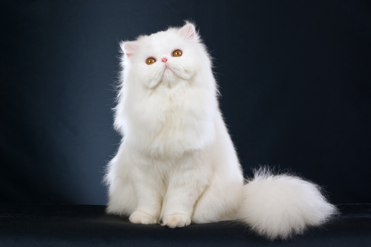 Beautiful kitten white Persian cat 4K
