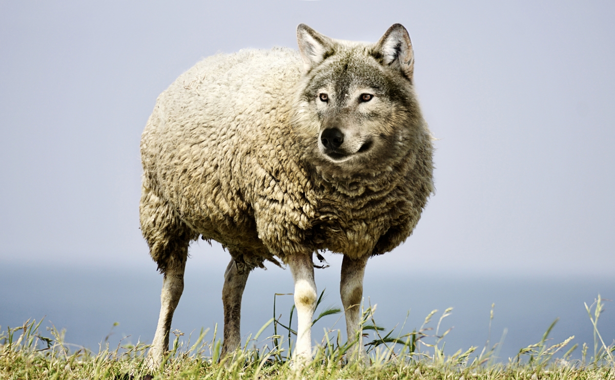 Wolf in sheep