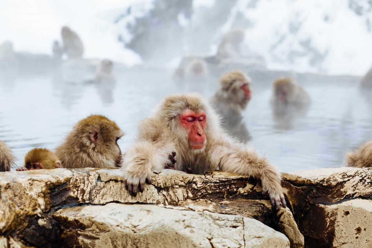 4k picture of a monkey bathing in a hot spring