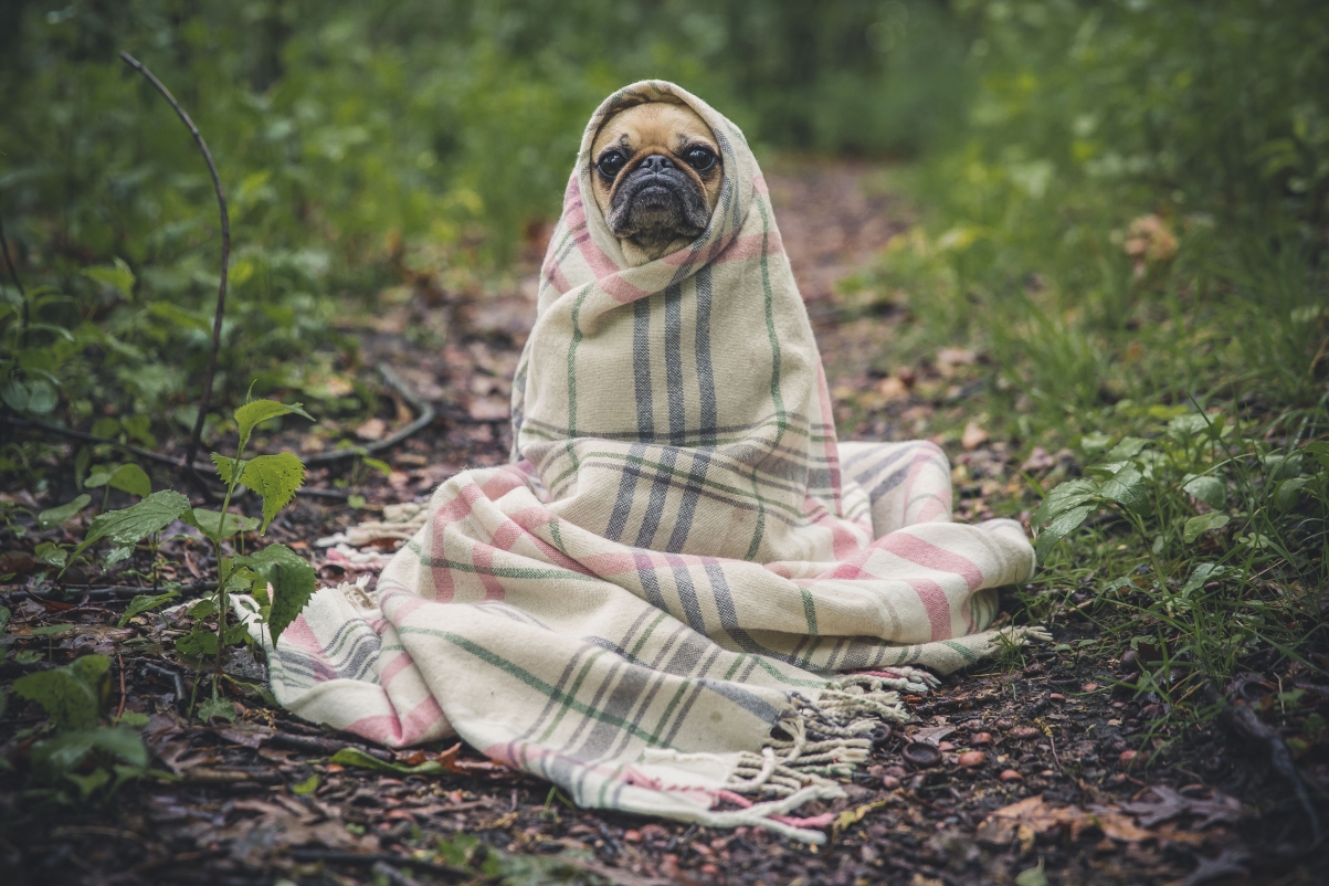 Pug dog blanket cloth warm can