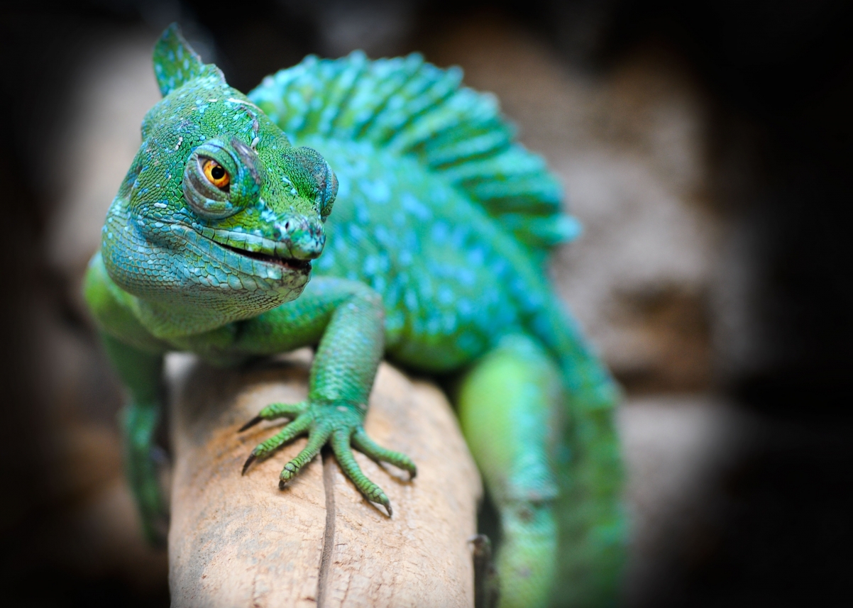 Reptile green lizard 4K wall