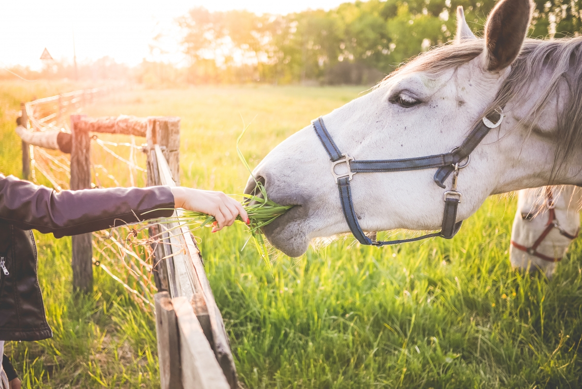 Girl feeding white horse with grass 4k wallpaper