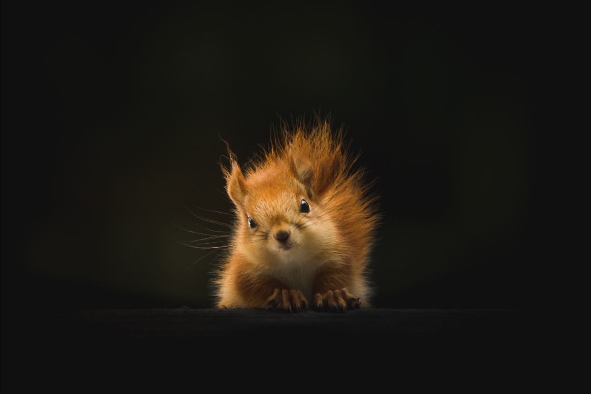 Staring squirrel photo 5k wallpaper