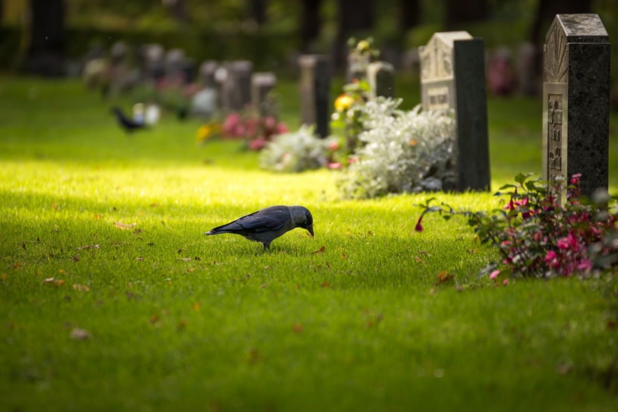 Bird, grave, flowers, tombstone, landscape