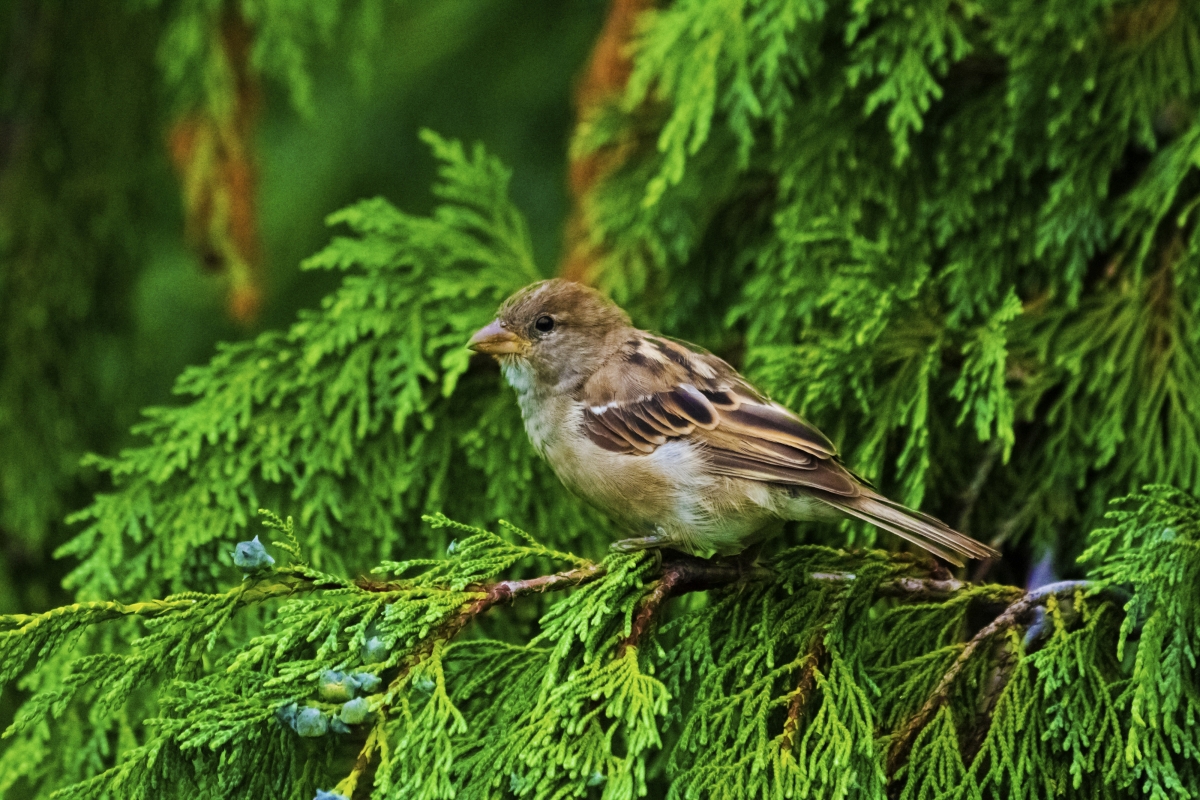 Bird nature tree 4k photography picture