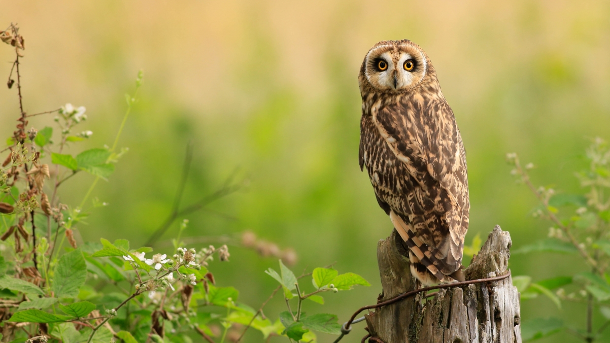 Bird stump owl 4k wallpaper