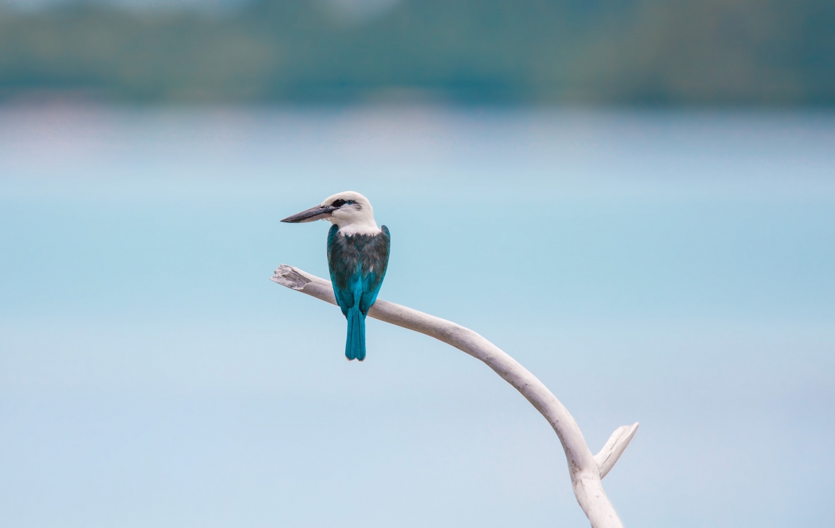 Bird Widi Islands Halmahera