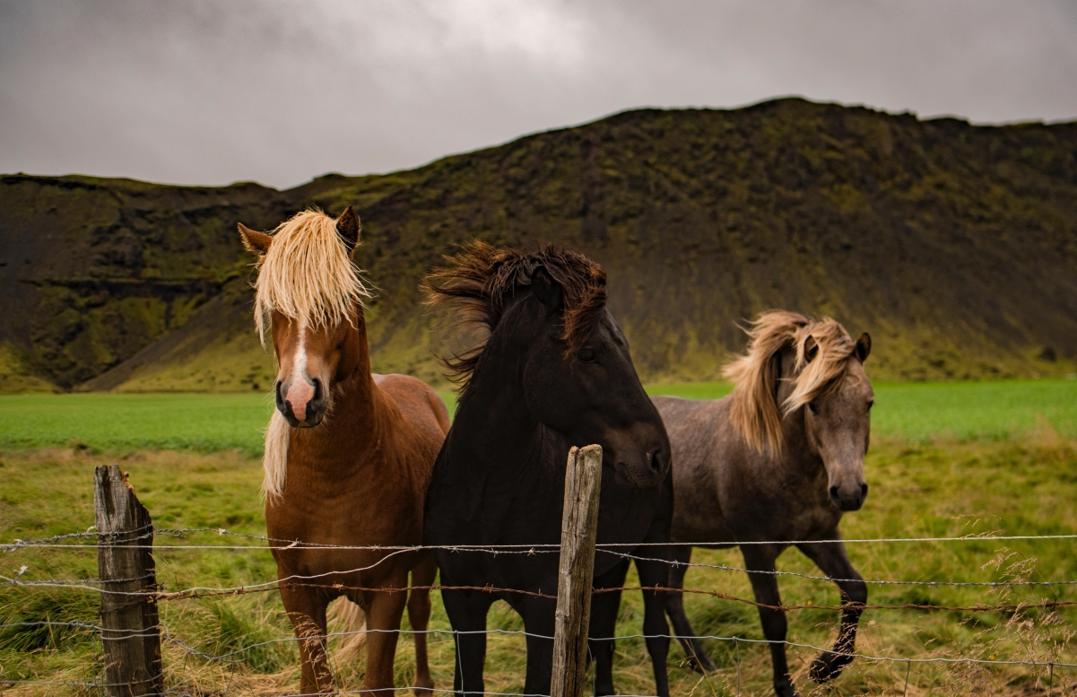 Three horses in the pasture 4K wallpaper