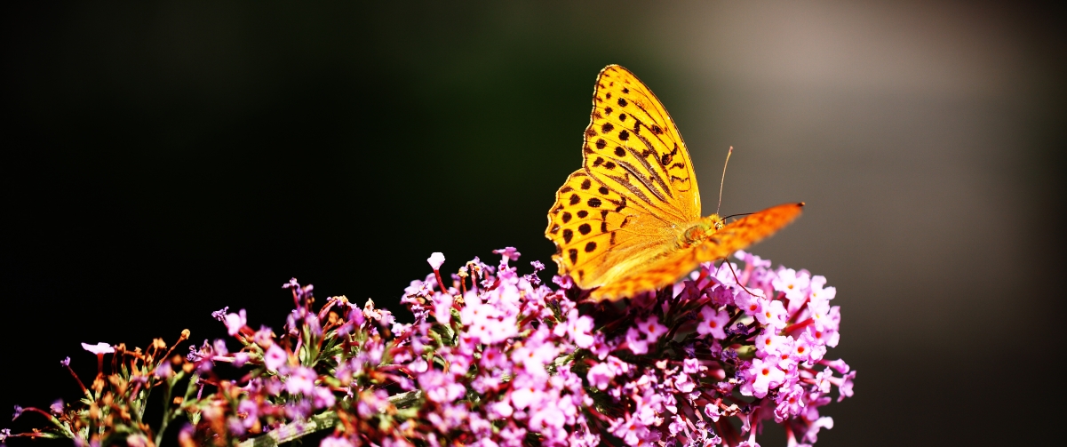 Beautiful Butterfly 3440x1440 Wallpaper
