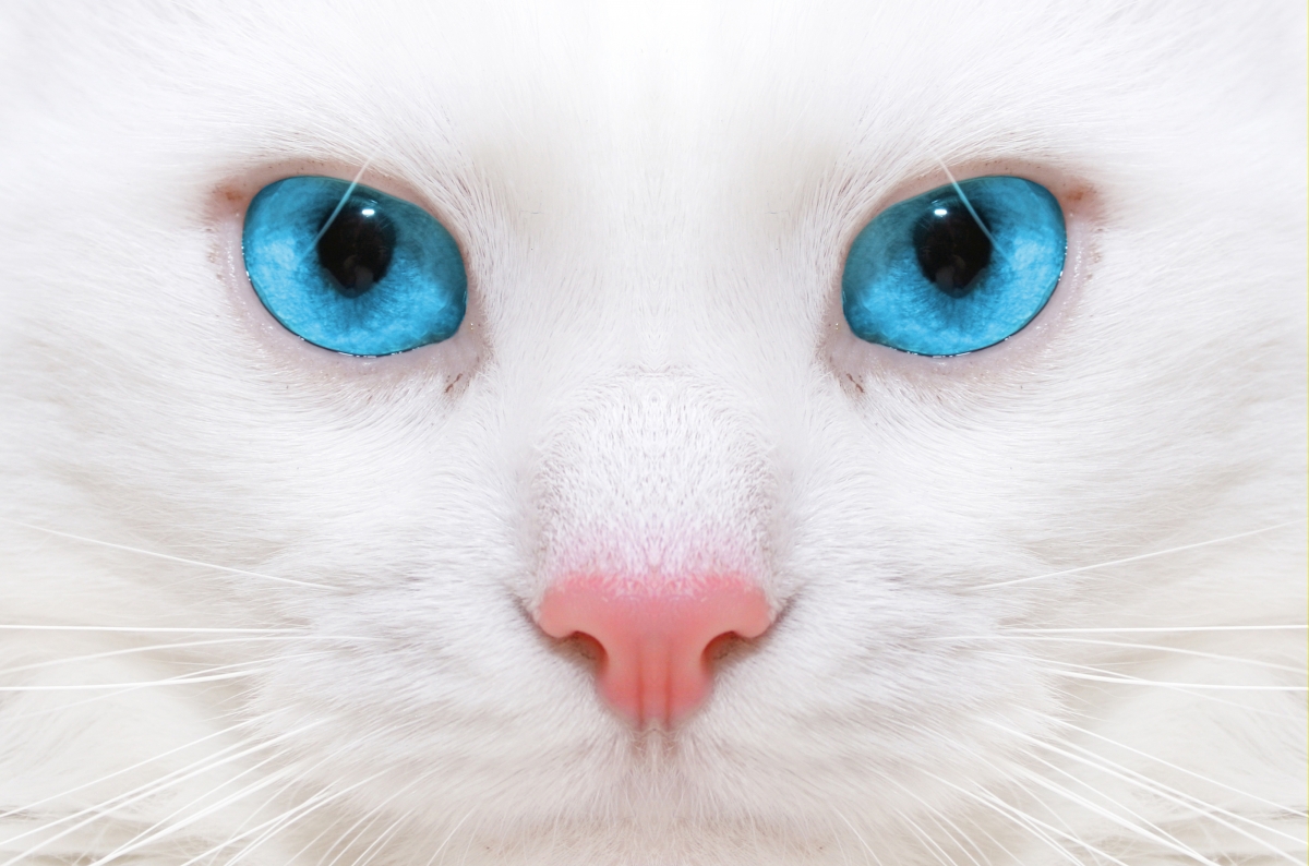 Beautiful white cat, blue eyes, high