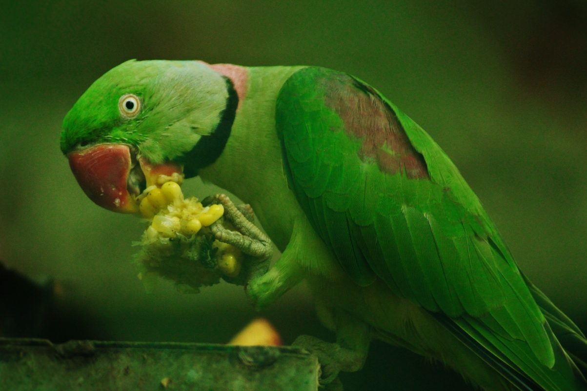 Rose-surrounded parrot eating corn
