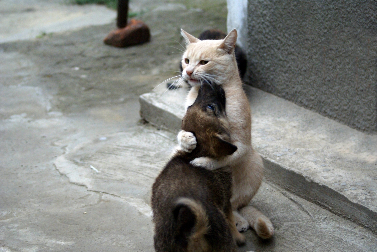 4K pictures of cats and puppies