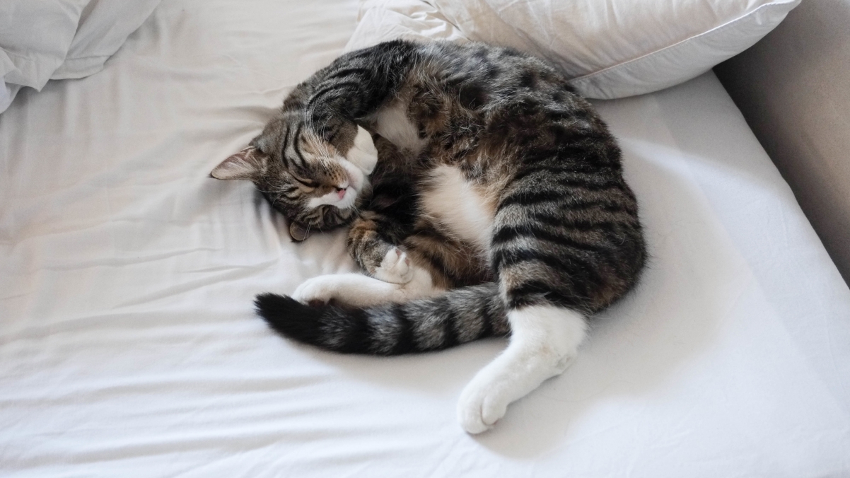 Cat, bed, sleep, 4K wallpaper