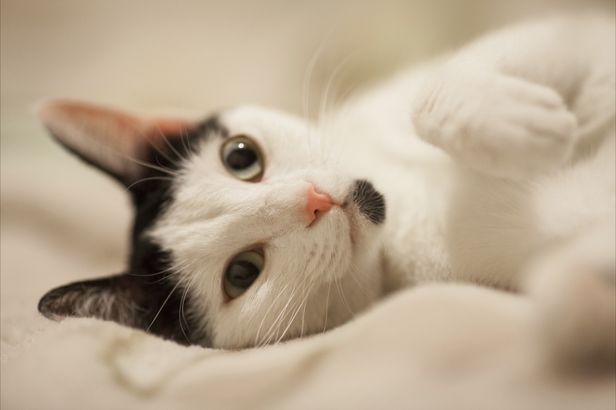 Cat cute white cat animal portrait moving