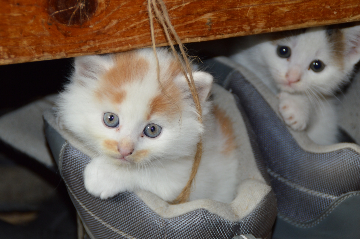 Cat pet cat