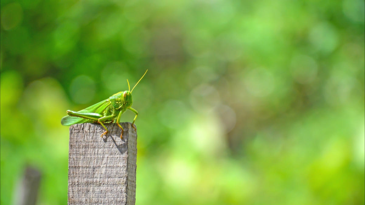 Grasshopper 5k picture