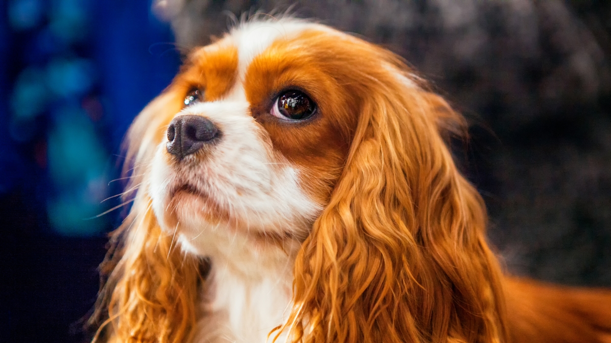 Circus Puppy 4K Wallpaper