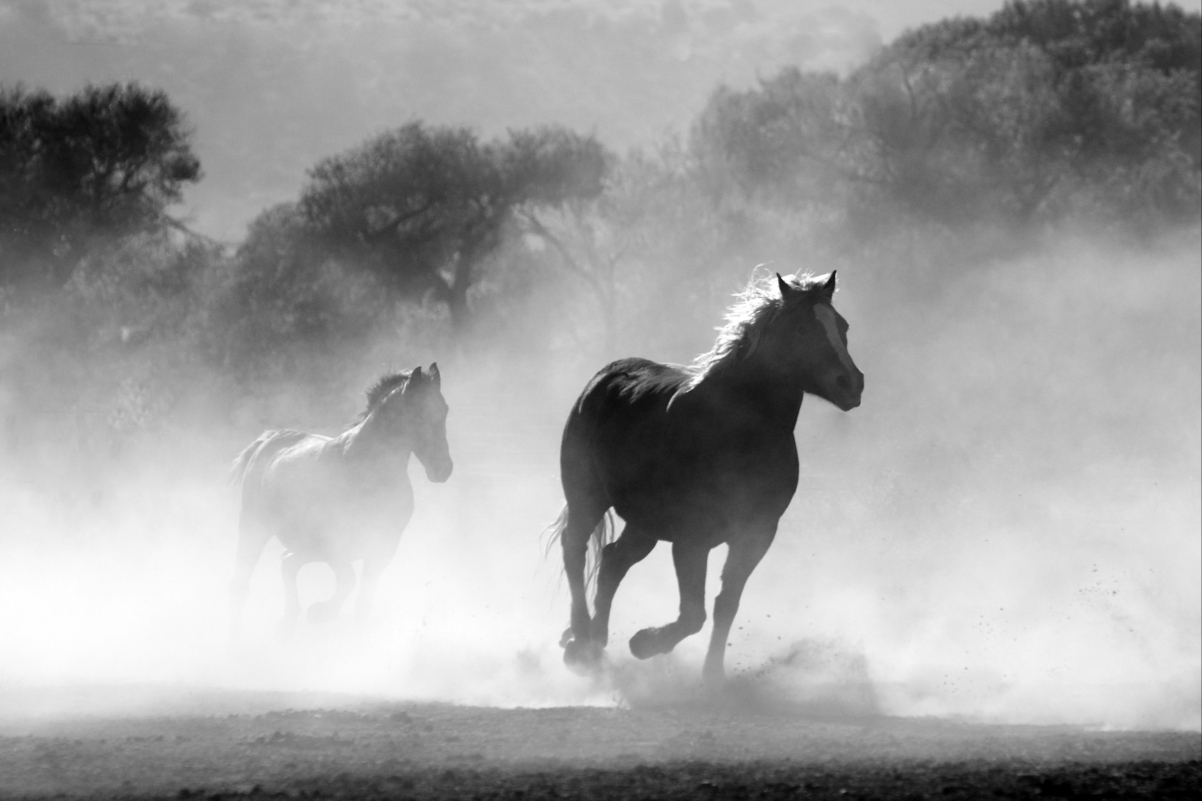 Horse herd fog nature wild freedom